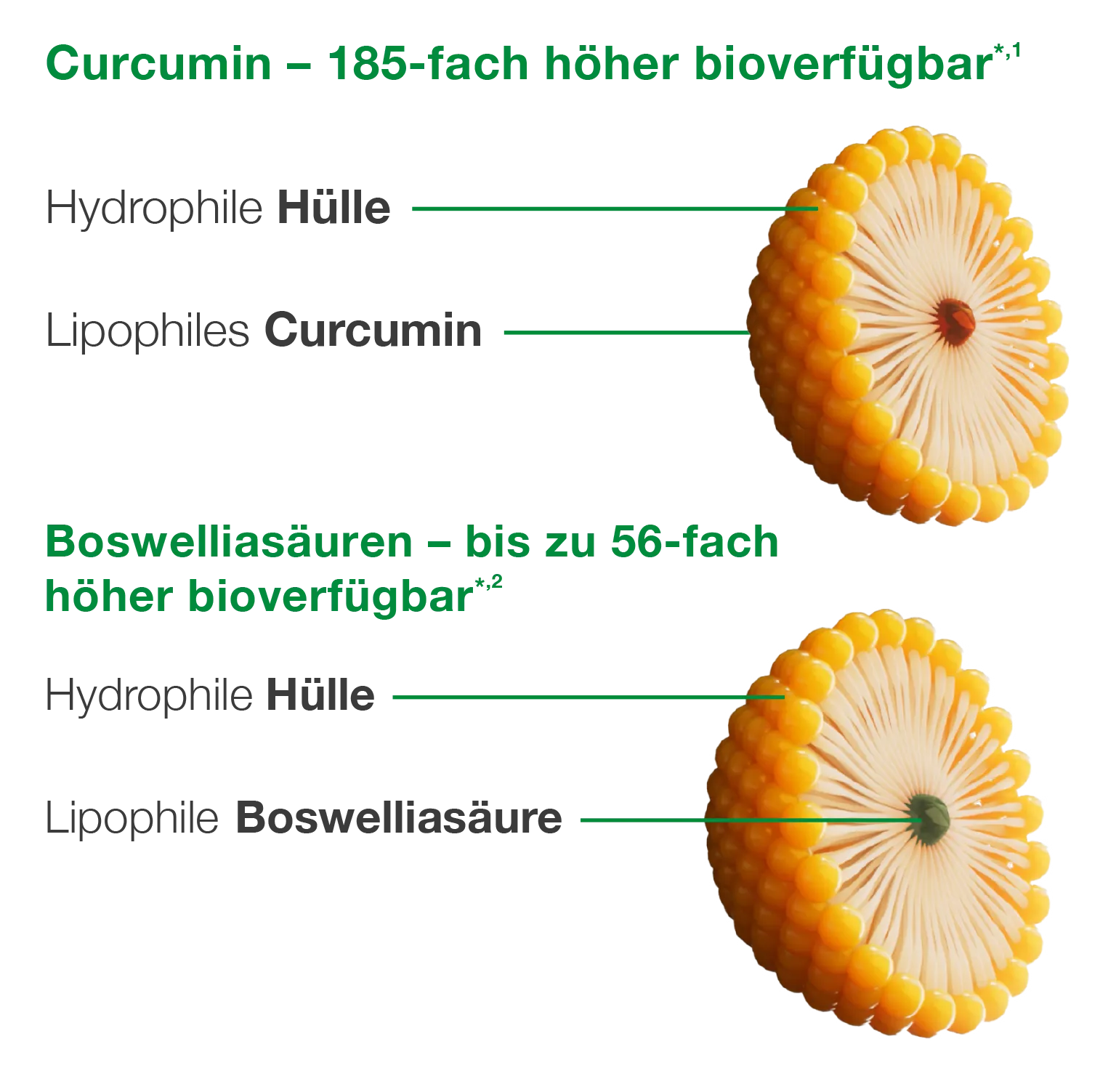 Darstellung der Wirkungsweise von Kurkuma (Curcumin) und Weihrauch (Boswelliasäuren) in Mizellenform – veranschaulicht eine bis zu 185-fach bzw. 56-fach höhere Bioverfügbarkeit für eine verbesserte Aufnahme und Wirkung im Körper.