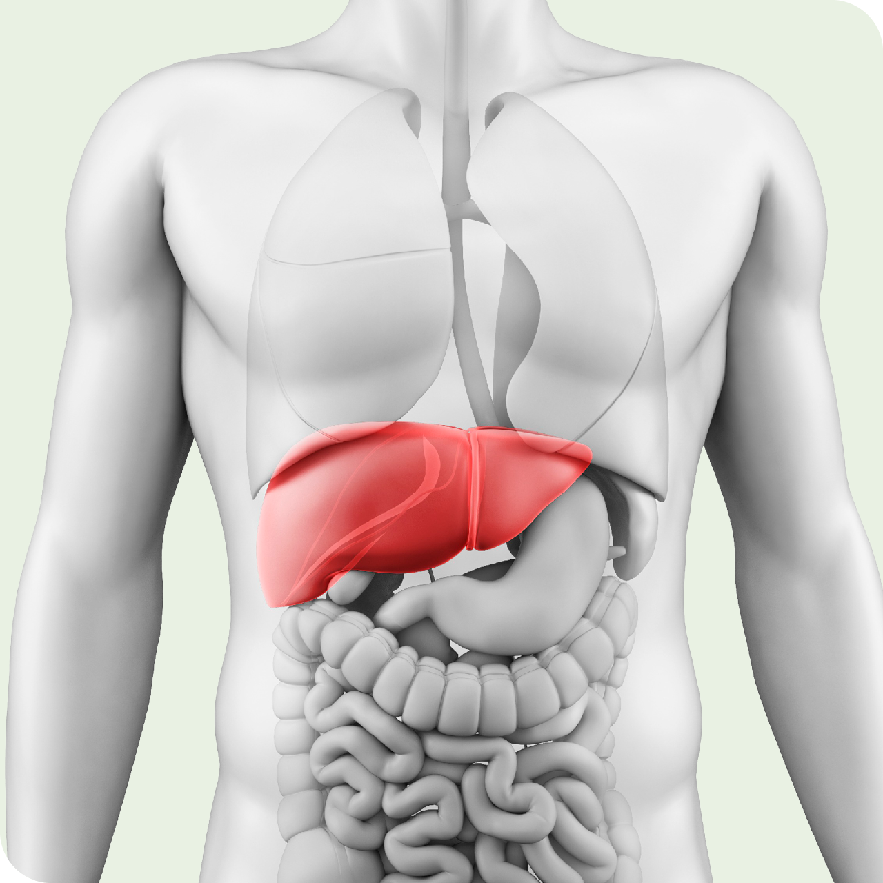 Schematische Darstellung des menschlichen Körpers mit hervorgehobener Leber, die durch Silymarin aus der Mariendistel geschützt und unterstützt werden kann.