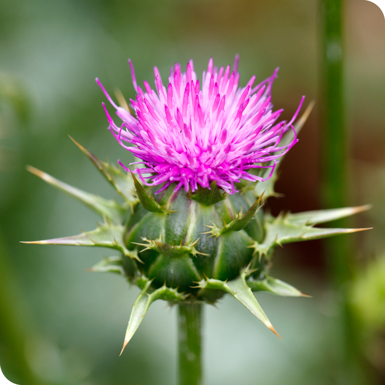 Nahaufnahme einer blühenden Mariendistel (Silybum marianum) mit leuchtend violetter Blüte und spitzen grünen Hüllblättern – eine wichtige Pflanze, die Silymarin enthält