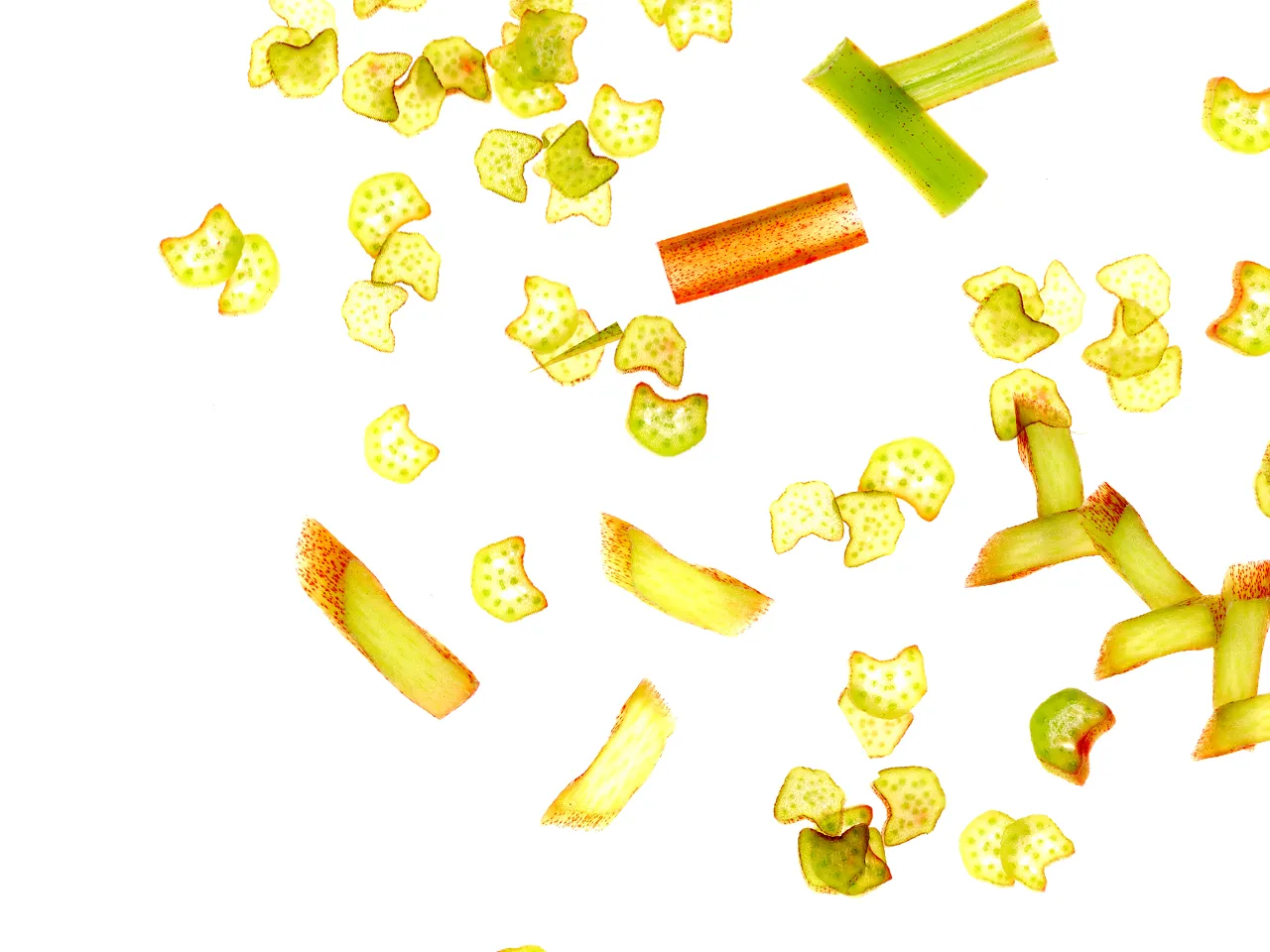 Sibirischer Rhabarber