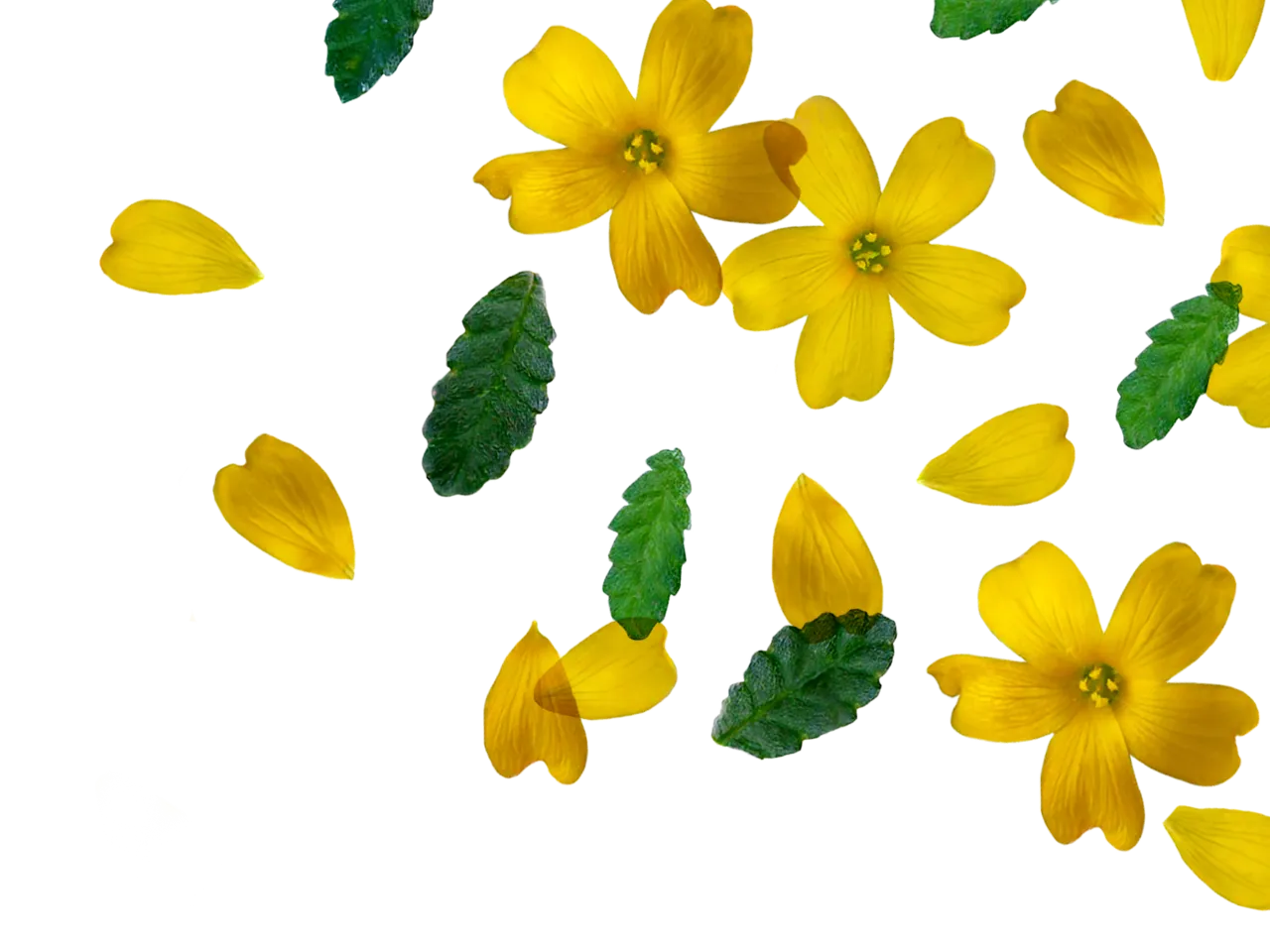 gelbe Damiana Blüten 