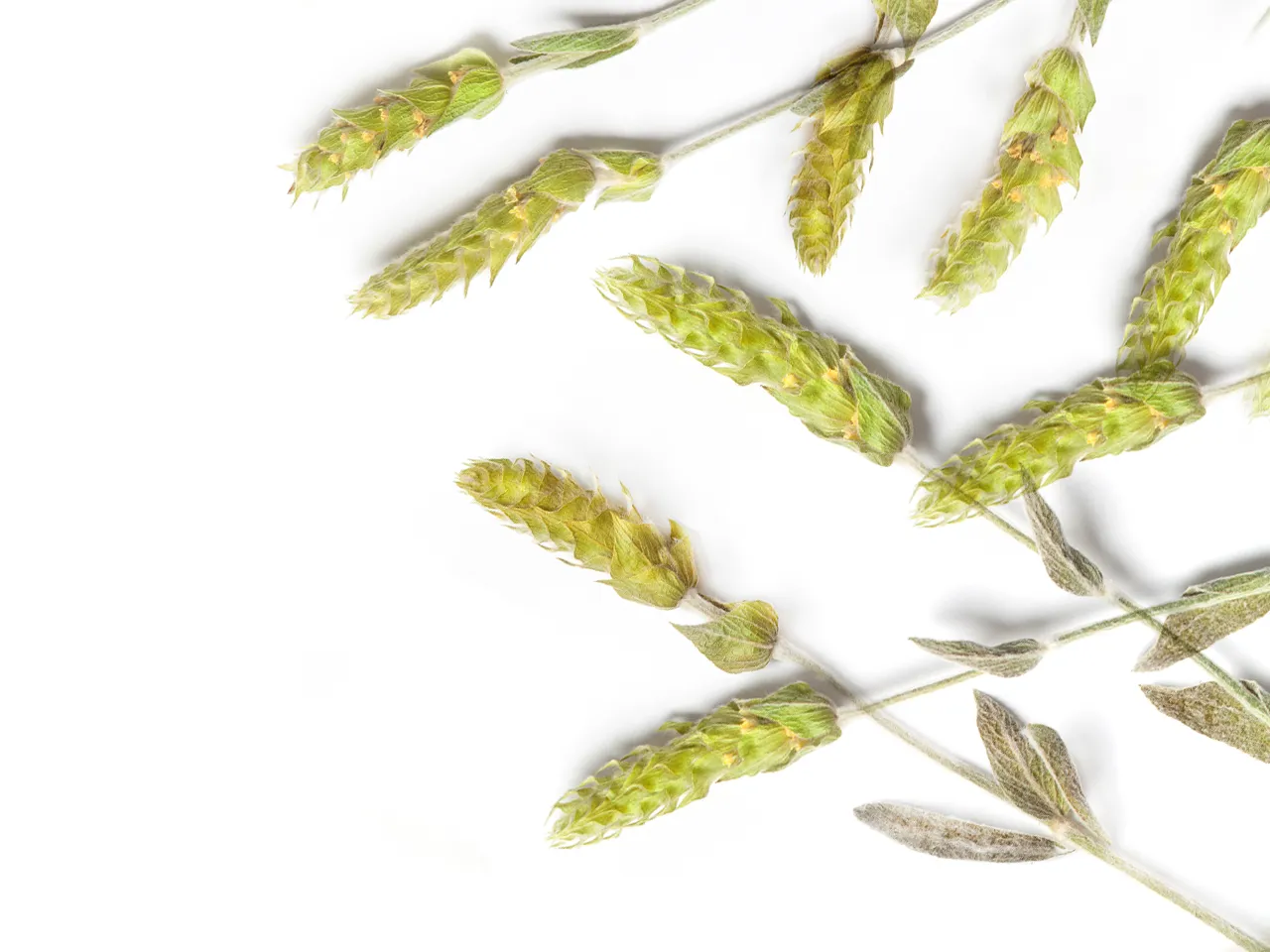 Griechisches Eisenkraut