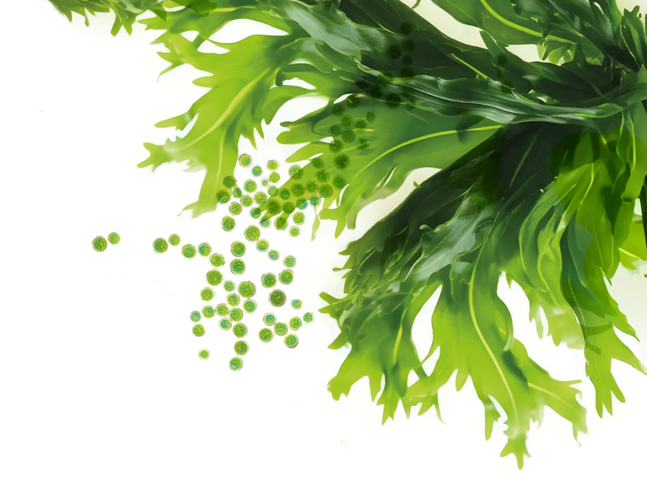 Algenöl - pflanzliches Omega 3