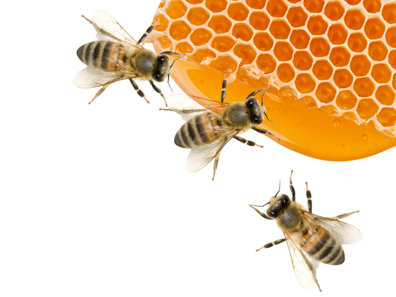 Honigbiene