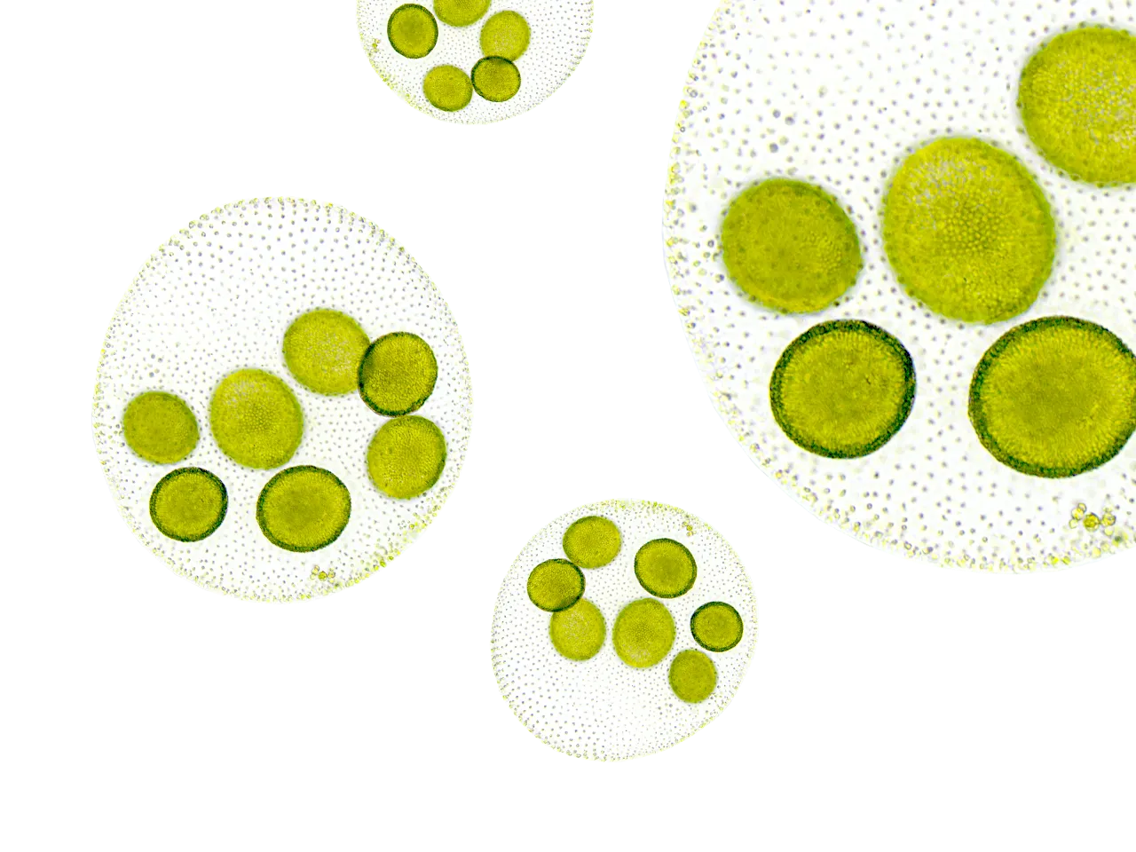 Vitamin D pflanzlich