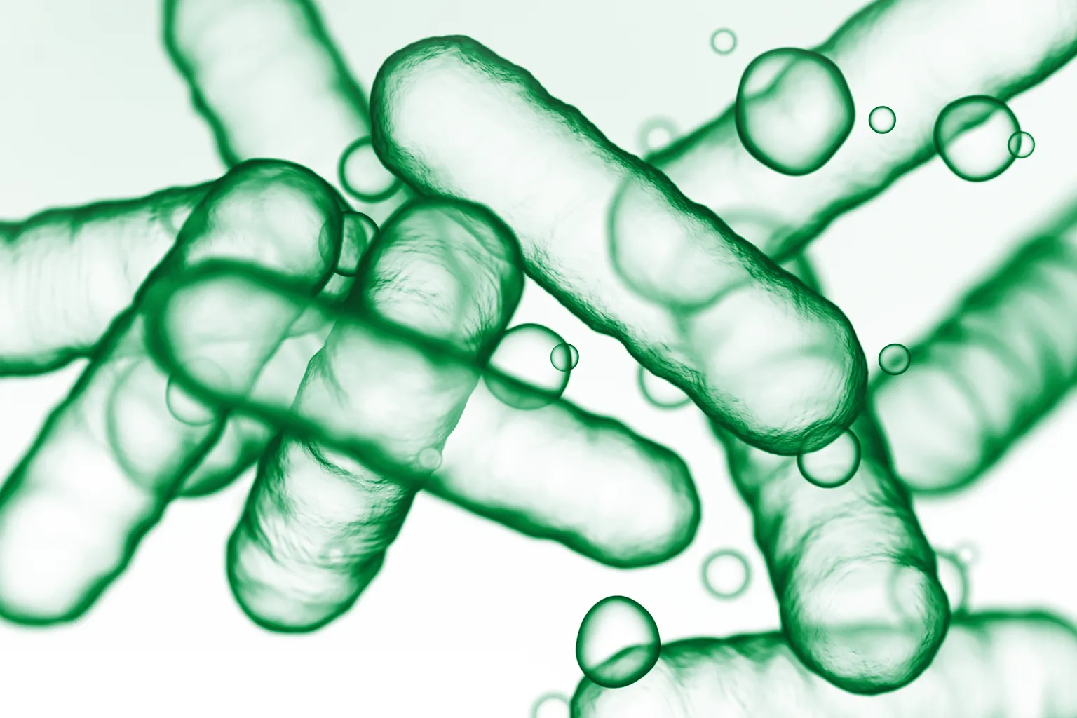 Bacillus Subtilis