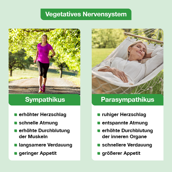 Grafik zum vegetativen Nervensystem mit zwei Bereichen: links der Sympathikus, dargestellt durch eine joggende Frau, mit Effekten wie erhöhtem Herzschlag, schneller Atmung, stärkerer Muskel­durchblutung, langsamer Verdauung und geringerem Appetit. Rechts der Parasympathikus, dargestellt durch eine entspannte Frau in einer Hängematte, mit ruhigem Herzschlag, entspannter Atmung, höherer Durchblutung der inneren Organe, schnellerer Verdauung und größerem Appetit.