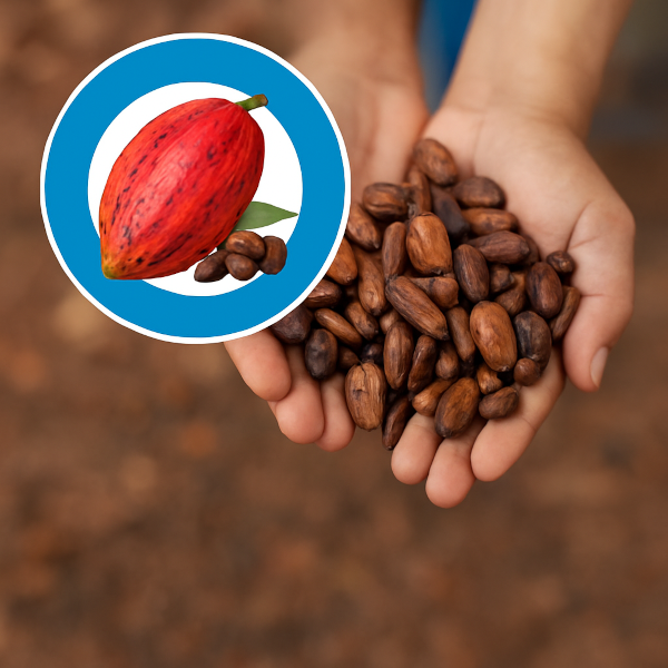 Hände mit frisch getrockneten Kakaobohnen und einer Abbildung einer Kakaofrucht als Hinweis auf Kakaoflavanole