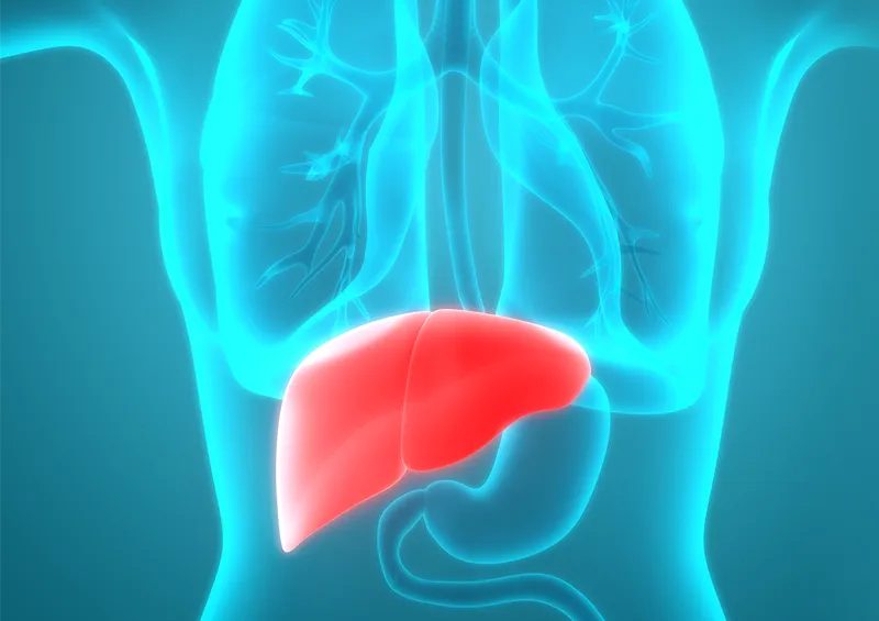 Die Aufgaben der Leber