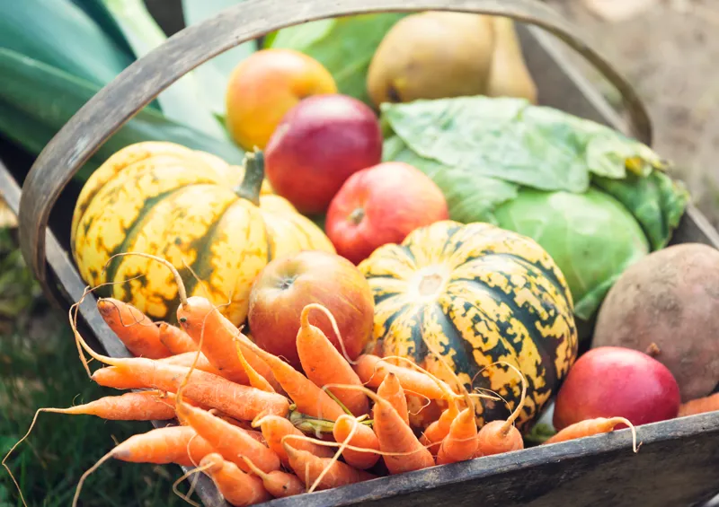 Vitamine & Mineralstoffe