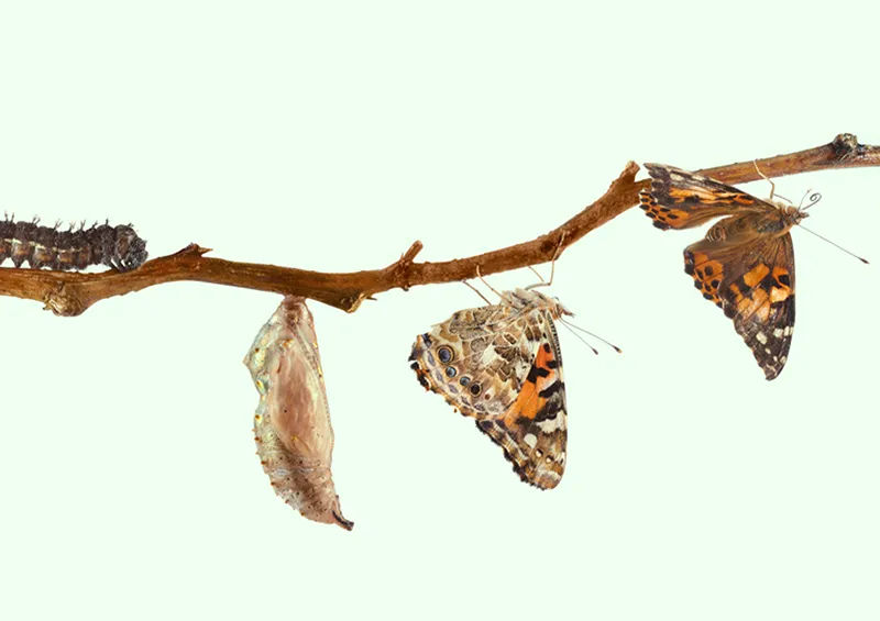 Wechseljahresbeschwerden