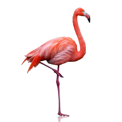 Flamingo auf einem Bein mit leuchtend rosa Gefieder, das durch den natürlichen Farbstoff Astaxanthin entsteht